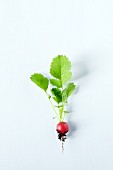 A radish with leaves, root and soil