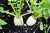 White radishes growing in the soil