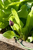 A flower bud on a chive and delicate lettuce plants