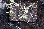 Delicate young tomato plants in compost