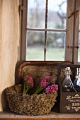 Pink hyacinths in moss basket next to vintage bottles on window sill