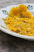 Freshly picked dandelion petals and whole flower heads on old plate