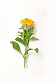 Calendula on a white surface