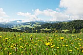 Blick von der Moosegg (Kanton Bern, Schweiz), ins Emmental und auf die Berner Bergwelt