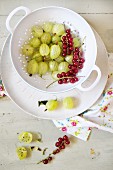Gooseberries and redcurrants in a colander