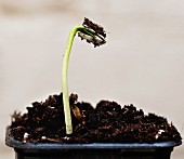 A freshly sprouted sunflower seedling