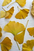 Herbstlich gelb gefärbte Ginkgoblätter auf weißem Untergrund