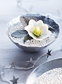 Hellebore in bowl of beads and water as winter table decoration