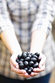 A woman holding fresh black olives in her hands