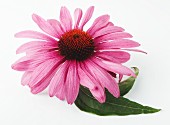 An echinacea flower with a leaf