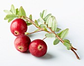 Three cranberries