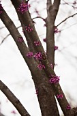 Pink Flowers Growing From a Tree