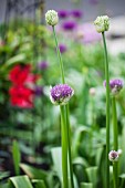 Allium Starting to Bloom