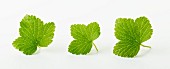 Strawberry leaves