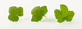 Blackcurrant leaves