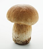 Steinpilz