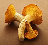 Chanterelles