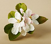 Apple Blossoms on the Branch
