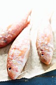 Red mullet