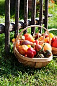 Various types of tomatoes in basket