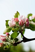 Apfelblüten am Zweig (Close Up)