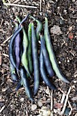 Violet beans on the soil in a vegetable bed
