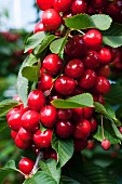 Cherries on the tree (close-up)