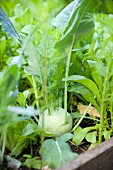 Kohlrabi in a raised bed