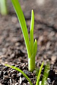 A sprouting spring onion in the soil