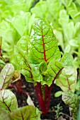 Red chard in a bed in the garden