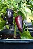 Pointed purple peppers on the plant