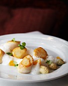 Scallops with white asparagus and white wine foam