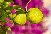 Zitronen am Baum vor lila Blüten