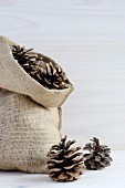 Hessian sack of pine cones