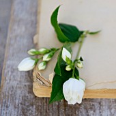 weiße Jasminblumen auf einem alten Buch
