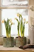 Paperwhite narcissus in zinc pots on windowsill