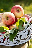 Red apples in metal dish on garden chair