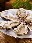 Fresh oysters as a Christmas starter