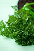 Fresh curly leaf parsley (close-up)