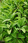 Sage Plants in a Garden