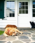 Two golden retreiver dogs rest by front door of homes