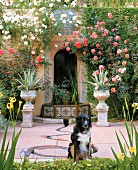 Hund vor Brunnen zwischen antiken Pflanzengefässen und blühende Rosenbüsche im Garten