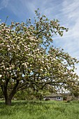 Blossoming fruit tree in meadow