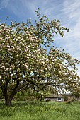 Blühender Obstbaum auf der Wiese