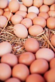 Frische Bio-Eier auf Stroh