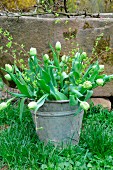 Bouquet of white tulips in zinc bucket in front of old sandstone trough in garden