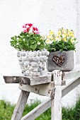 Scented pelargonium and horned violets in planters decorated in various ways