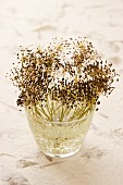 Dill seeds in a glass of water