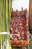 Fresh hazelnuts and walnuts in a wicker basket