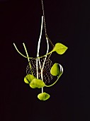 Purslane leaves and an Asian draining spoon against a black background